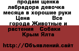 продам щенка лабрадора девочка 2 месяца в хорошие руки › Цена ­ 8 000 - Все города Животные и растения » Собаки   . Крым,Ялта